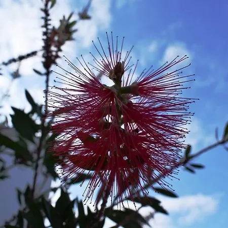 Apartment Onar Milos Junior