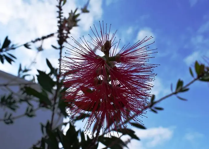 Lejlighed Onar Milos Junior